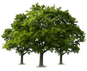 Grove of Memorial Trees